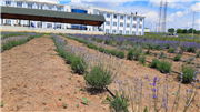 TRAKYA ÜNİVERSİTESİ HAVSA MYO TIBBİ VE AROMATİK BİTKİLER BAHÇESİ GELİŞİYOR