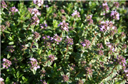 TRAKYA ÜNİVERSİTESİ HAVSA MYO TIBBİ VE AROMATİK BİTKİLER BAHÇESİ GELİŞİYOR