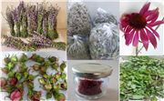 TRAKYA ÜNİVERSİTESİ HAVSA MYO TIBBİ VE AROMATİK BİTKİLER BAHÇESİ GELİŞİYOR