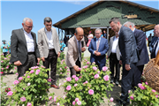 UNUTULAN BİR DEĞER YENİDEN YÜKSELİYOR: EDİRNE GÜLÜ’NDE HASAT BAŞLADI