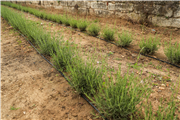 SULTAN II. BAYEZİD KÜLLİYESİ TRAKYA ÜNİVERSİTESİ TIBBİ VE AROMATİK BİTKİLER BAHÇESİ AÇILDI
