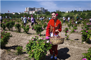 ÜNİVERSİTEMİZDE EDİRNE GÜLÜ HASAT ETKİNLİĞİ DÜZENLENDİ