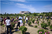 ÜNİVERSİTEMİZDE EDİRNE GÜLÜ HASAT ETKİNLİĞİ DÜZENLENDİ