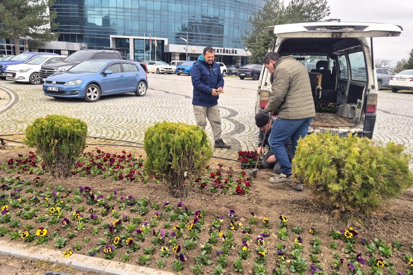 HERCAİ MENEKŞELER ÜNİVERSİTEMİZİ RENKLENDİRİYOR